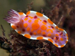 Ceratosoma amoena, Bare Island by Doug Anderson 